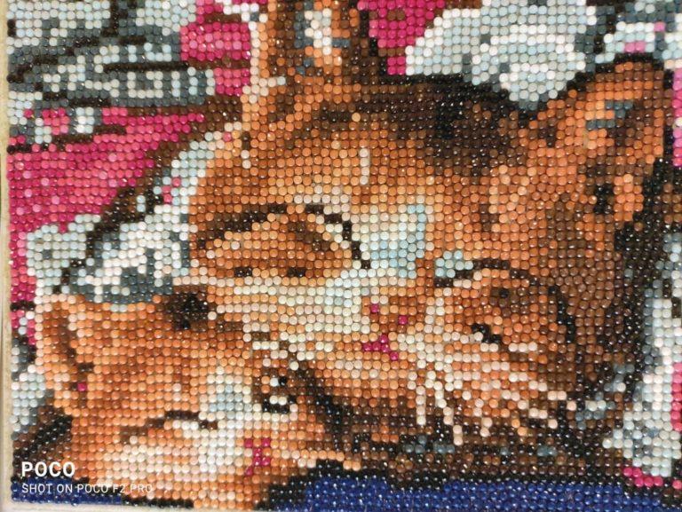 котики